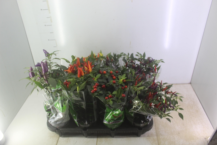 <h4>PIMENTA P14</h4>