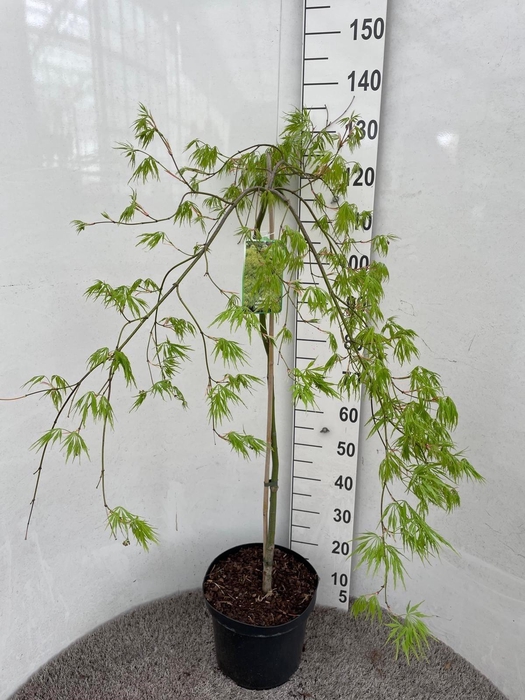 <h4>ACER PALM DISSECTUM</h4>