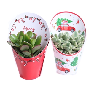 Succulenten mix 8,5 cm in kerst potcovers