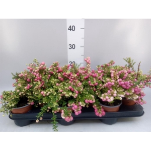 Gaultheria   ...red berry