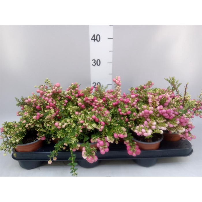 <h4>Gaultheria   ...red berry</h4>