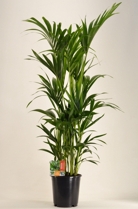 <h4>KENTIA - P24 H140 - 8PP (Howea forsteriana)</h4>