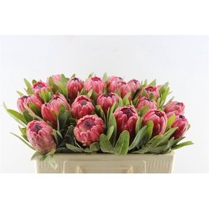 Protea Red Ice