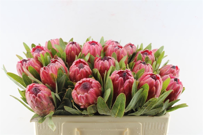 <h4>Protea Red Ice</h4>