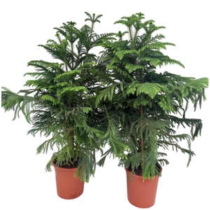 Araucaria heterophylla