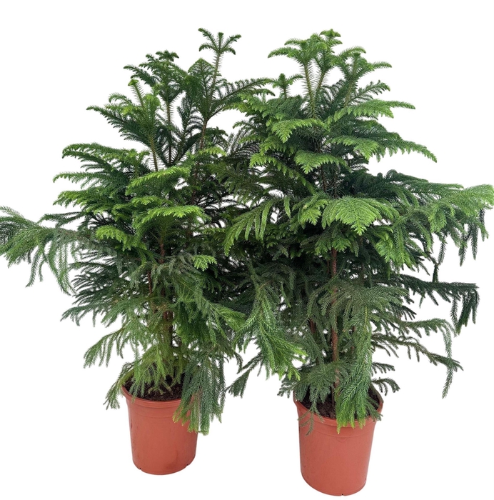 <h4>Araucaria heterophylla</h4>