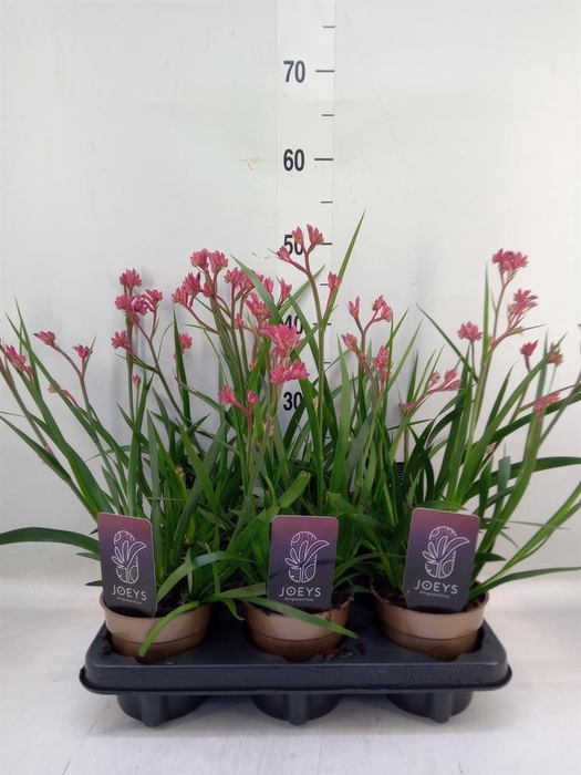 <h4>Anigozanthos   ...</h4>