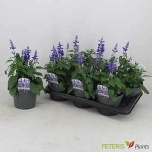SALVIA FA SF D OCEAN