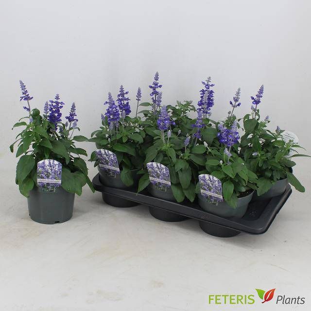 <h4>SALVIA FA SF D OCEAN</h4>