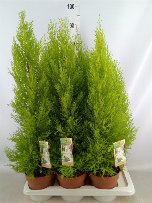 <h4>Cupressus macro. 'Goldcrest Wilma'</h4>