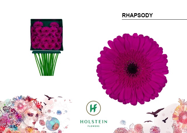 <h4>GE MI RHAPSODY DIA KAART x40</h4>