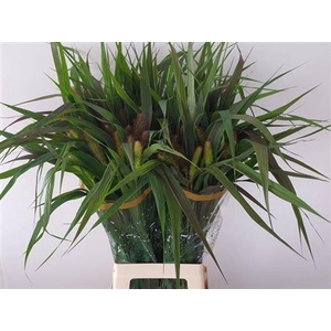 Setaria It Red Jewel