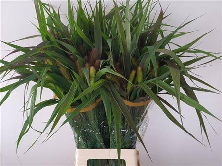 <h4>Setaria It Red Jewel</h4>