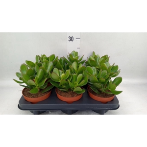 Crassula  'Magical Tree'