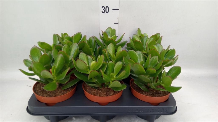 <h4>Crassula  'Magical Tree'</h4>