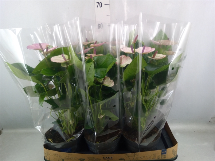 <h4>Anthurium andr. 'Laguna'</h4>