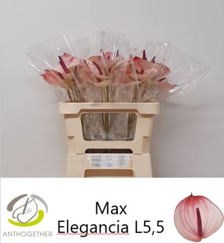 <h4>Anth Maxima Elegancia</h4>