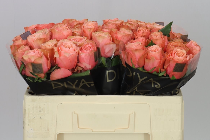 <h4>Rosa Gr Kahala</h4>