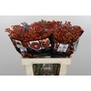 Rozenbottel Autumn Rosefruits