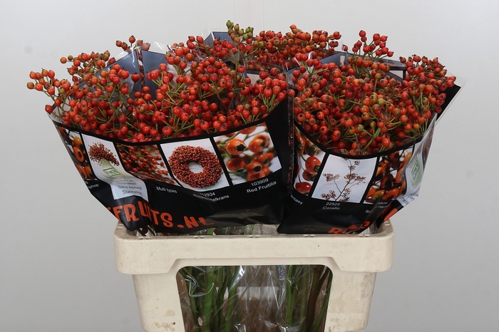 Rozenbottel Autumn Rosefruits