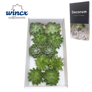 Echeveria Green Mix (Wincx) Cutfl (5 Spcs) Wincx-12cm