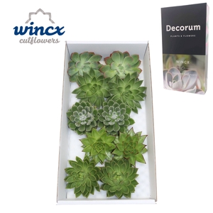 Echeveria Green Mix (wincx) Cutfl (5 Spcs) Wincx-1