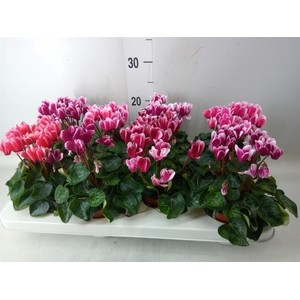 Cyclamen KL 'Compact Fuji'