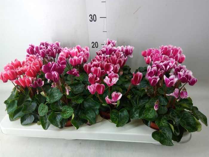 <h4>Cyclamen KL 'Compact Fuji'</h4>