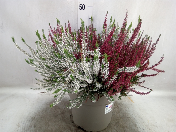 Calluna vulg. 'Garden G Twin'