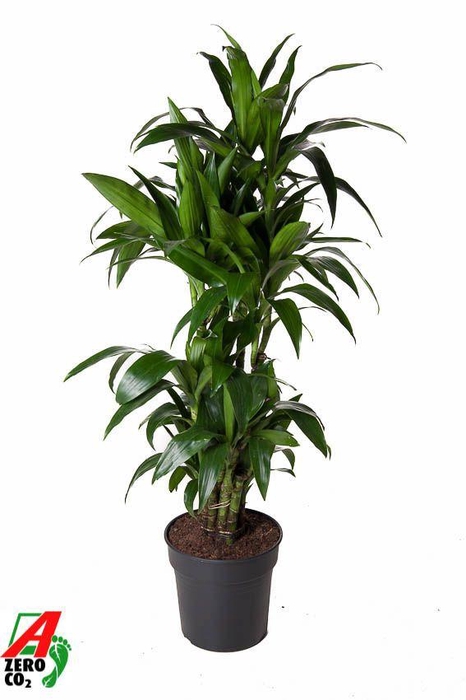 <h4>Dracaena Janet Craig vertakt P31</h4>