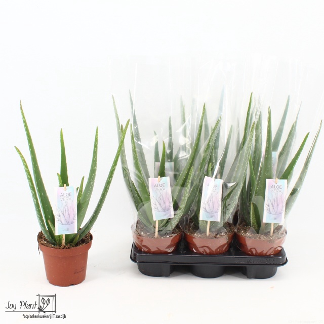 <h4>ALOE VERA</h4>