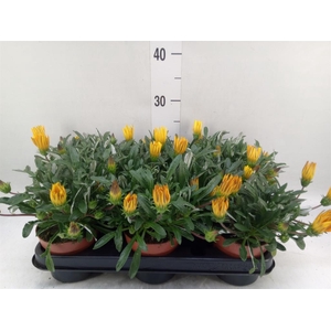 Gazania splen. 'Gelbe Jupiter'