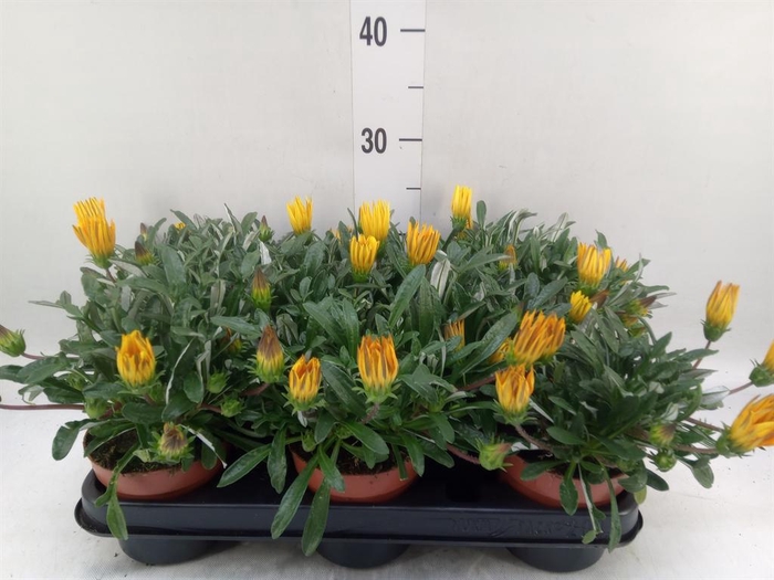 <h4>Gazania splen. 'Gelbe Jupiter'</h4>
