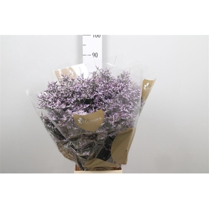 Lim Safora Lilac