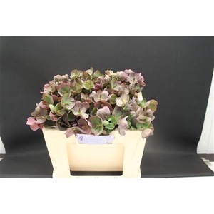 Helleb E Penny Pink 45 Cm