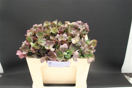 <h4>Helleb E Penny Pink 45 Cm</h4>