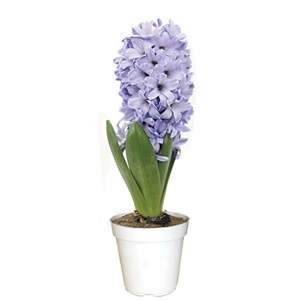 HYACINTHUS P09