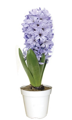 <h4>HYACINTHUS P09</h4>