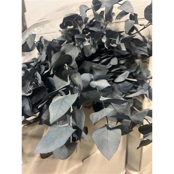 <h4>GESTABILISEERD EUC STUARTIANA BLAUW</h4>