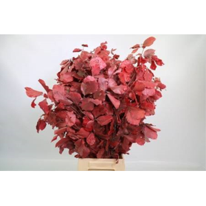Faggio Preserved Cerise (beech,beuk)