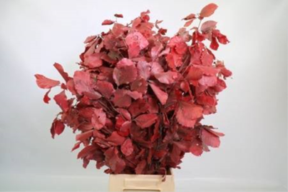 <h4>Faggio Preserved Cerise (beech,beuk)</h4>