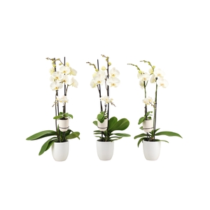 Hugo White Phal Wit 2T+ Tiny Dolls 1T