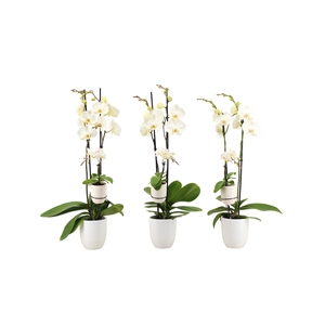 Hugo White Phal Wit 2T+ Tiny Dolls 1T