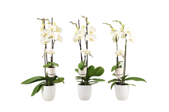 <h4>Hugo White Phal Wit 2T+ Tiny Dolls 1T</h4>