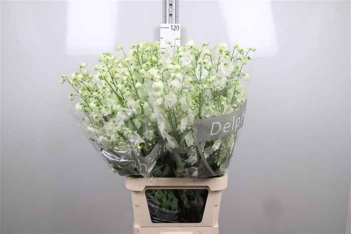 <h4>Delph Du Centu White</h4>