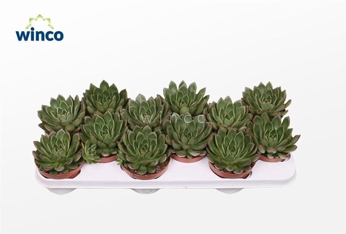 <h4>Echeveria Agavoides Belga</h4>
