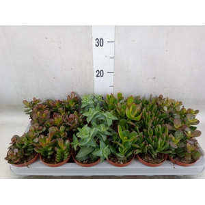 Crassula   ...mix