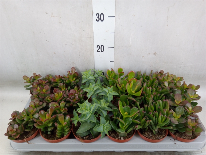<h4>Crassula   ...mix</h4>