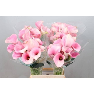 Calla Captain Rosette Kallaland