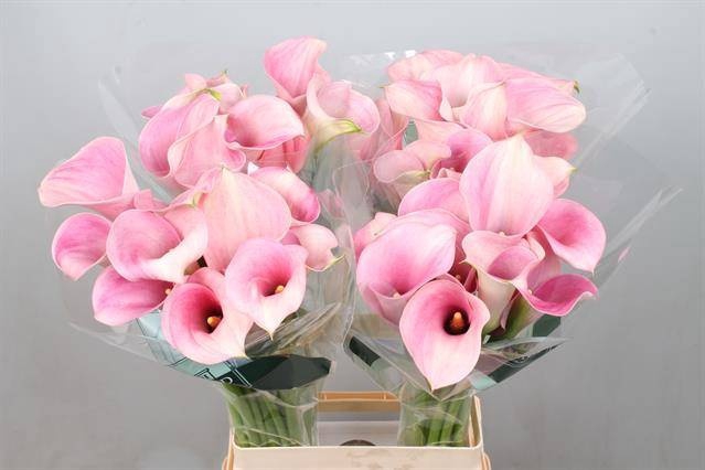 <h4>Calla Captain Rosette Kallaland</h4>